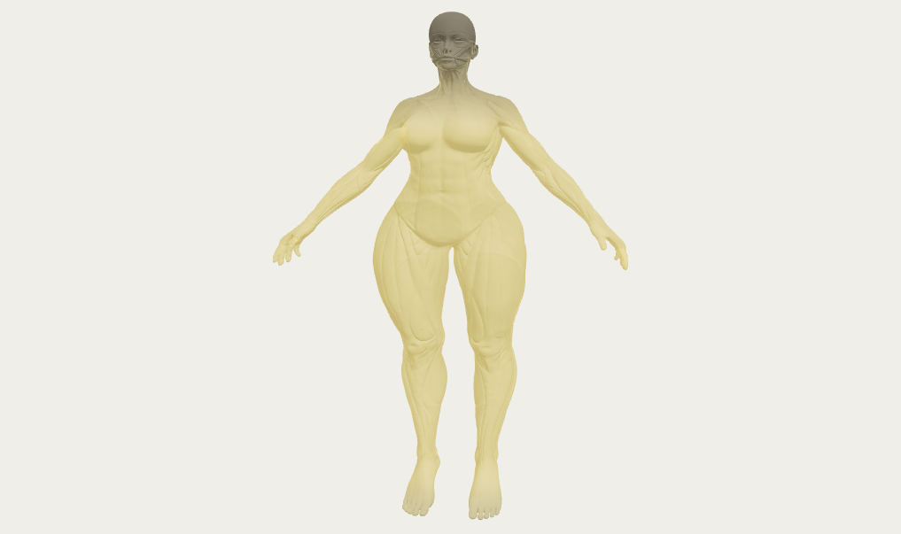 3D  Body shape  visualizer